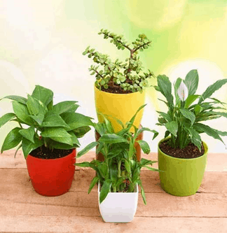 Green Plants